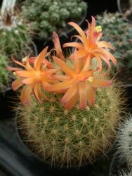 Parodia multicostata 