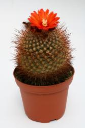 Parodia paraguayensis 