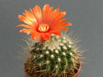 Parodia penicillata v. nivosa % 