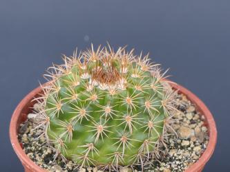 Parodia prestoensis HTH054 