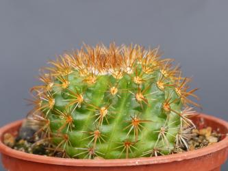 Parodia prestoensis aff. 