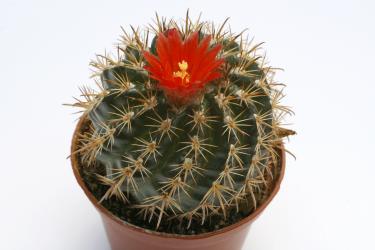 Parodia prestoensis L385 Presto, Zudanez, Chuquisaca, BOL, 2500-2600m 