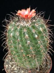 Parodia procera 