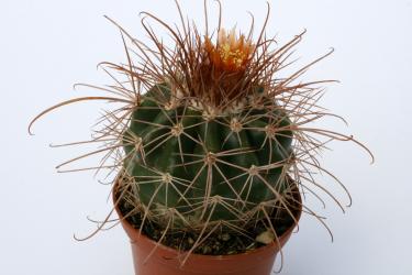 Parodia prolifera 