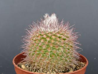 Parodia riojensis B66 