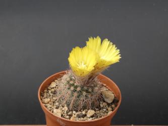 Parodia rufidihamata v. paucicostata n. n. 