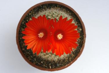 Parodia sanguiniflora Hybride 