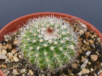 Parodia schwebsiana 