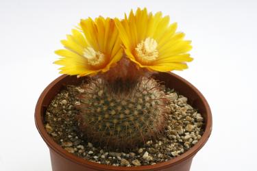 Parodia scopaoides 