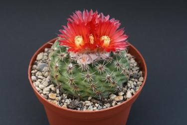 Parodia subterranea 