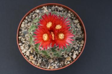 Parodia subterranea v. HTH018 