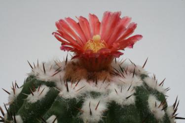 Parodia subterranea 