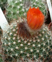 Parodia talaensis B127 