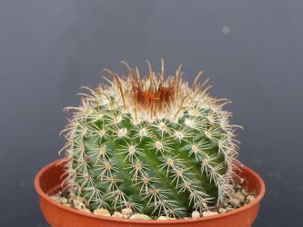 Parodia tuberculosi-costata 