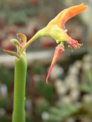 Pedilanthus macrocarpus 