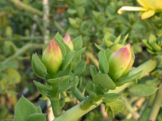 Pereskiopsis porteri - 5 bewurzelte Stecklinge ohne Topf 