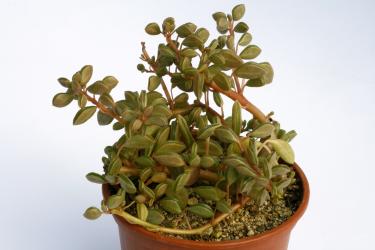 Peperomia pruinosifolia 