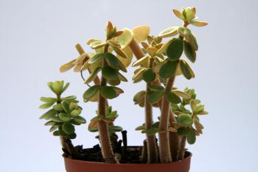 Peperomia verticillata Cuba 