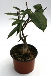 Petopentia natalensis Y. $ 