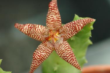 Piaranthus barrydalensis 