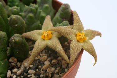 Piaranthus geminatus 