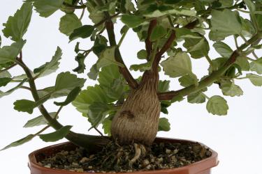 Plectranthus ernstii Y. Eastern Cape to KwaZulu-Natal, RSA 