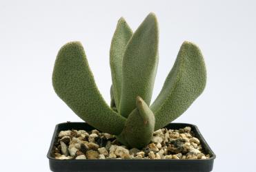 Pleiospilos compactus spp. canus 