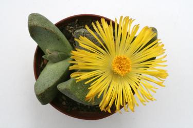 Pleiospilos simulans 