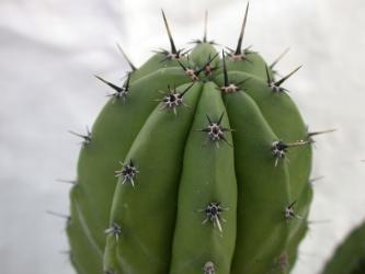 Polaskia chichipe - Einzelstück 