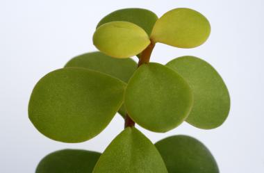 Portulacaria afra es. 