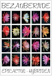 Poster # 3 - Epicactus Flowers 