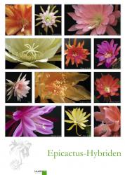 Poster # 5 - Epicactus-Hybriden - Blütendetails 