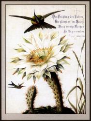 Postcards Cacti and birds series 