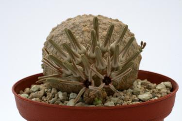 Pseudolithos cubiformis ~ Y. Sheikh, Somalia 