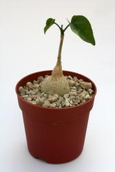 Pyrenacantha malvifolia Y. $ Iganda, Tanzania 