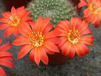 Rebutia chrysacantha 
