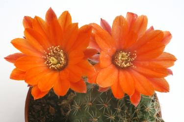 Rebutia jujuyana RH2285a 