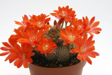 Rebutia senilis 