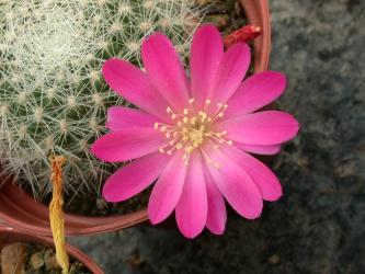 Rebutia senilis ssp. lilacino-rosea 