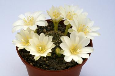 Rebutia senilis Rose of York 