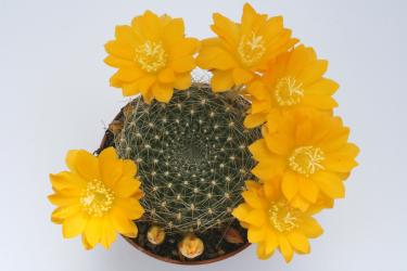 Rebutia spec. ex Vatter gelb Blüte 