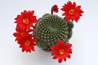 Rebutia spec. ex Vatter, purpur Blüte 