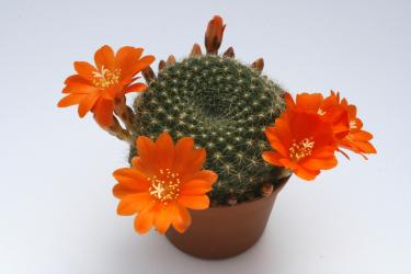 Rebutia spec. ex Vatter orange Blüte 