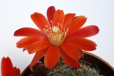 Rebutia spegazzinana WK922 