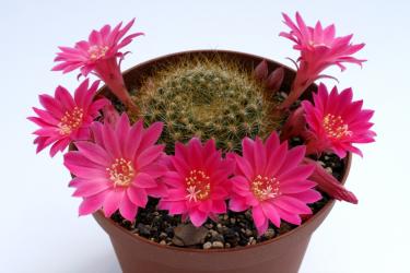 Rebutia violaciflora JO201 