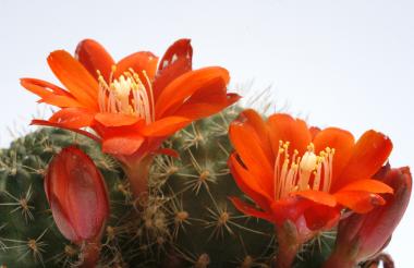 Rebutia vulpina RH210 Tarija Mendez Questa de Sama, BOL, 3650 m 