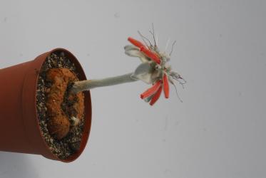 Rechsteineria leucotricha 