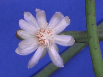 Rhipsalis neves-armondii 