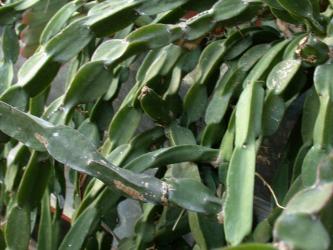 Rhipsalis paradoxa 