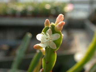 Rhipsalis pentaptera 